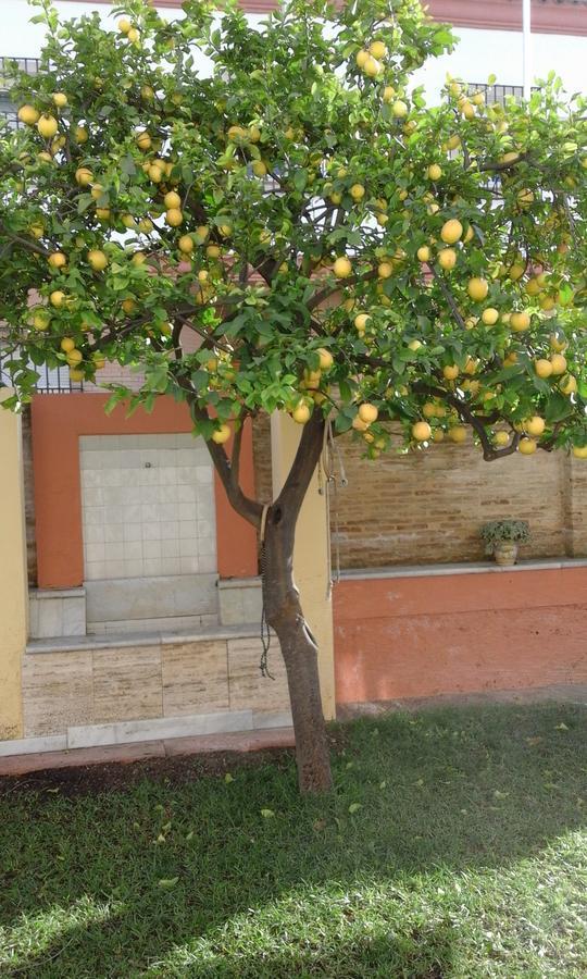 Lemon Garden Hostel Sevilla Bagian luar foto